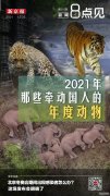 新闻8点见丨2021年那些牵动国人的年度动物